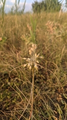 Allium flavum tauricum