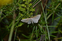 Idaea humiliata