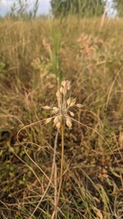 Allium flavum tauricum