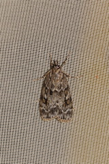 Scoparia basistrigalis