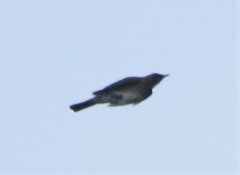 Turdus ignobilis