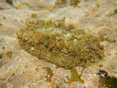 Acanthochitona