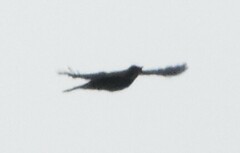 Turdus ignobilis