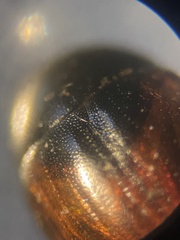 Cercyon melanocephalus