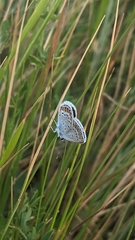 Plebejus argus