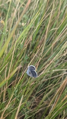 Plebejus argus