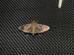 Microthyris