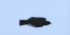 Turdus ignobilis