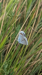 Plebejus argus