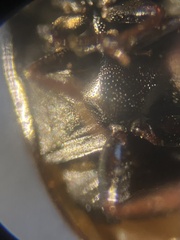 Cercyon melanocephalus