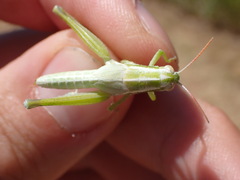 Hypochlora alba