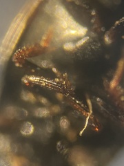 Cercyon melanocephalus