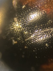 Cercyon melanocephalus