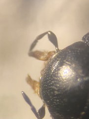 Cercyon melanocephalus