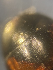 Cercyon melanocephalus