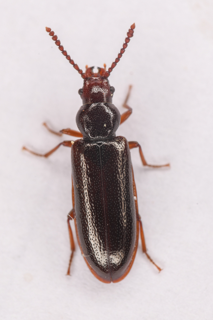 Necklace-horned Dead Log Beetle