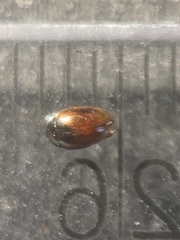 Cercyon melanocephalus