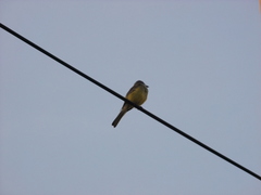 Tyrannus melancholicus