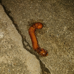 Thyropygus allevatus