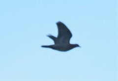 Patagioenas