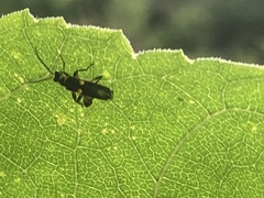 Trypherus frisoni