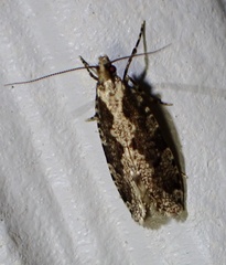 Morophagoides