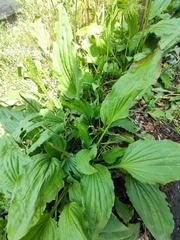 Plantago major