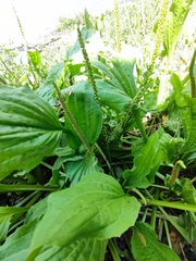 Plantago major