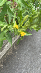 Oenothera biennis