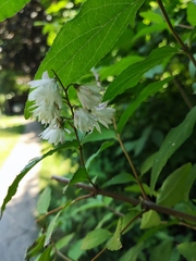 Deutzia scabra