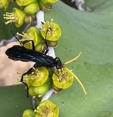 Batozonellus fuliginosus