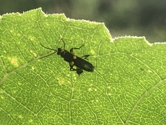 Trypherus frisoni
