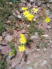 Senecio leucanthemifolius
