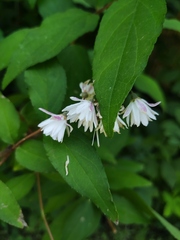 Deutzia scabra