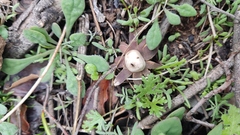 Geastrum floriforme