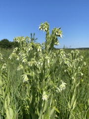 Lithospermum parviflorum