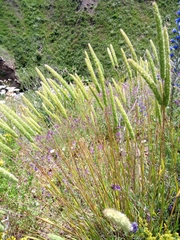 Phleum phleoides