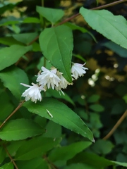 Deutzia scabra