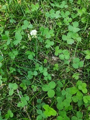 Trifolium repens
