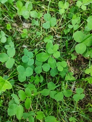 Trifolium repens