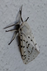 Spilosoma lubricipeda