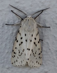 Spilosoma lubricipeda