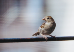 Passer domesticus