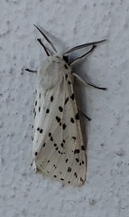Spilosoma lubricipeda