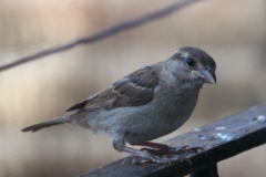 Passer domesticus
