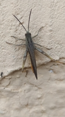 Chorthippus brunneus