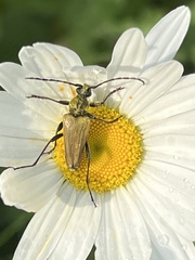Lepturobosca