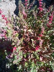 Blitum virgatum