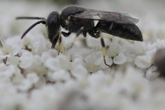 Hylaeus hyalinatus