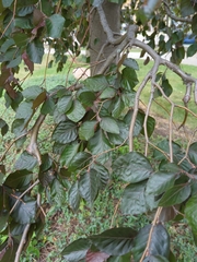 Fagus sylvatica